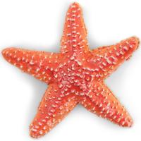 Figurina Papo - Universul acvatic, Stea de Mare
