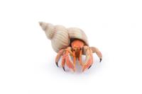 Figurina Papo Marine Life - Rac sihastru (Multicolor)